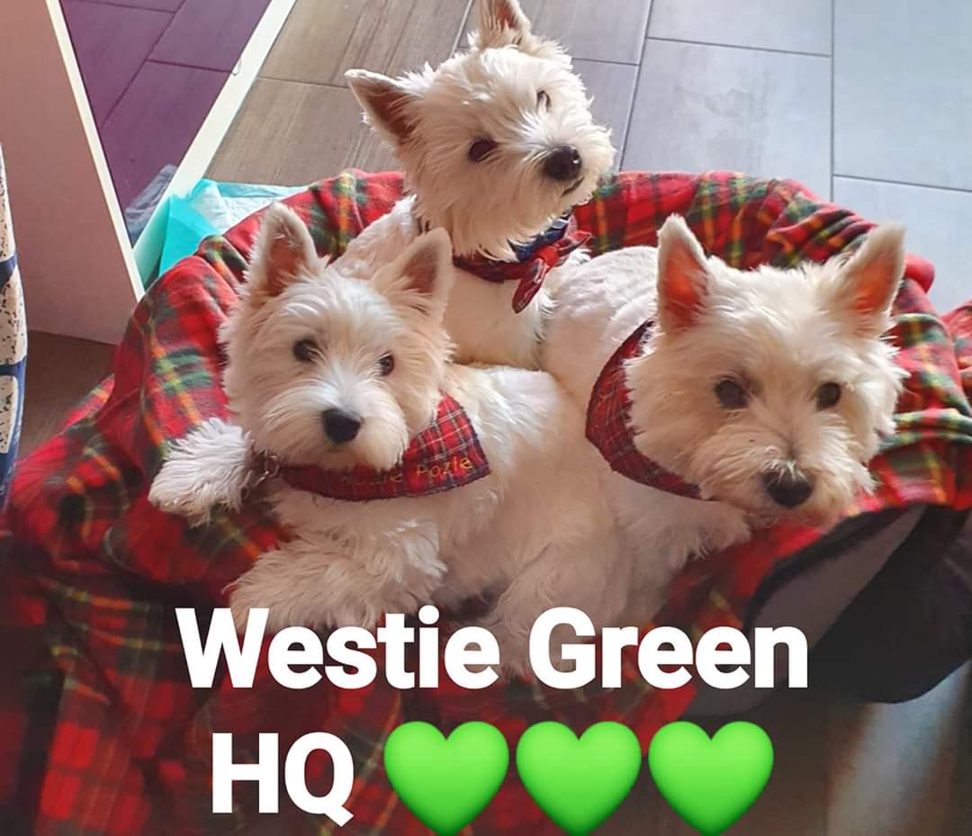 Hello everyone from #WestieGreenHQ💚💚💚  we iz just popping in briefly to say #HelloTwitter Uz mummy iz still recovering from her #stroke she had 17th March. Waiting to see Heart specialist at hospital in June. Big and ickle black nose kisses to yoo's 🐾🐾🐾🥰🥰🥰