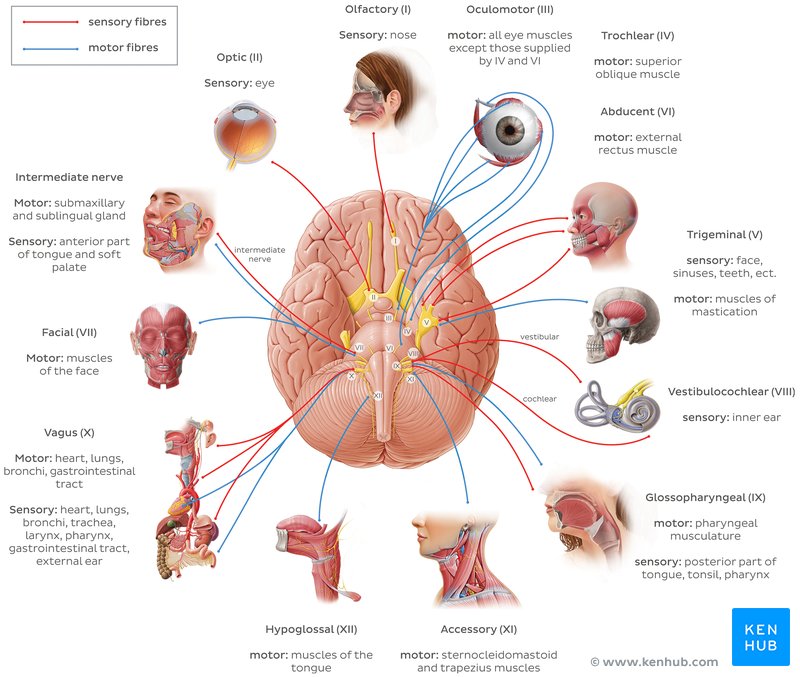Now, your cranial nerves are the basis of your existence.They relay information between your brain and different body parts to orchestrate your life.- Enable 4 senses - vision, hearing, taste, smell- Control vital functions ranging from breathing to heart rate, and chewing.
