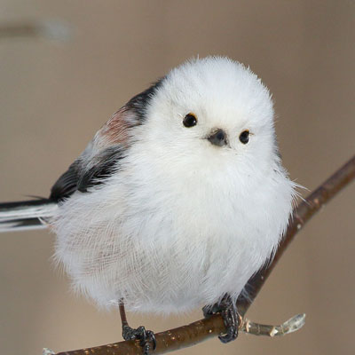 ぼく シマエナガ ツイッターのアイコン用にどうぞおつかいください 世界一可愛いシマエナガという鳥です このアカウントをフォローすると 毎朝７時にきゃわわな画像がながれてくるよ T Co Guobcqtmym Twitter