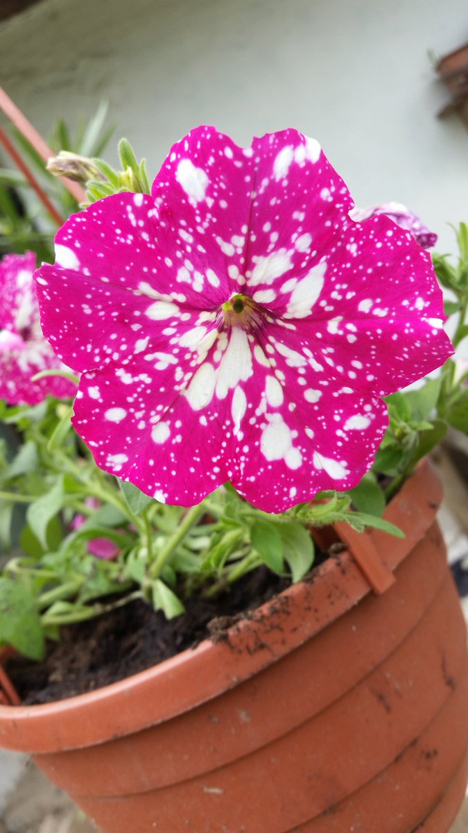 SabinaGril1's tweet image. Vau...😍😍😍
#springcontainer #supertunia #Flowergarden #beautiful @GardenAnswer #containers