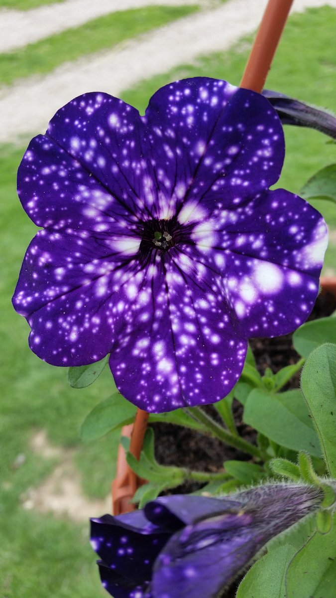 SabinaGril1's tweet image. Vau...😍😍😍
#springcontainer #supertunia #Flowergarden #beautiful @GardenAnswer #containers