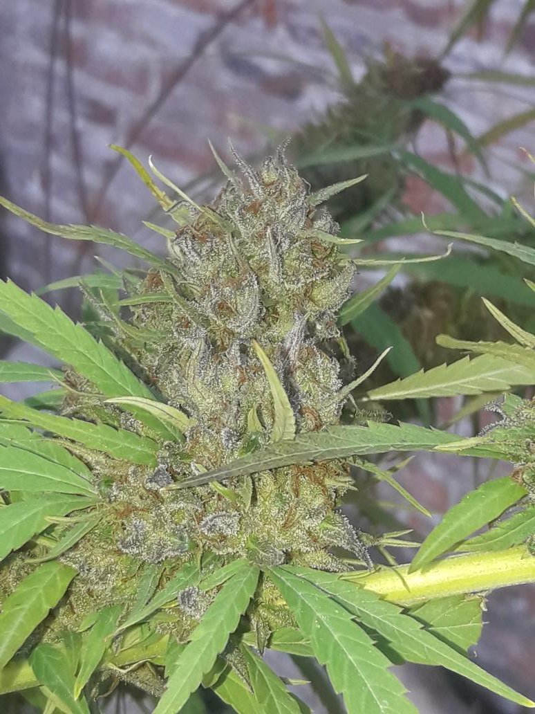 nachhodominguez's tweet photo. #realkush https://t.co/icwrWM3wJ5
