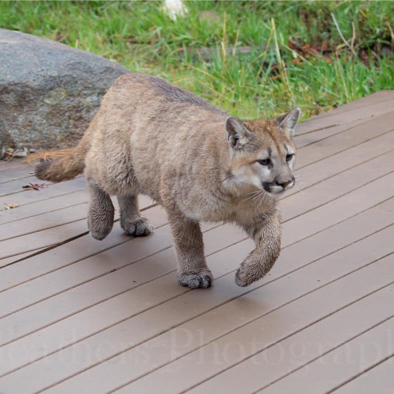 Exposing a different sort of killer. This mountain lion kitten was shot in the face with a 12 gauge shotgun by a deputy under the orders of Montana Fish Wildlife & Parks because they thought a 50lb kitten was a threat to lives. SHAME MFWP!🤬 🙏🏼RT @zbleumoon Source Bradley Orsted