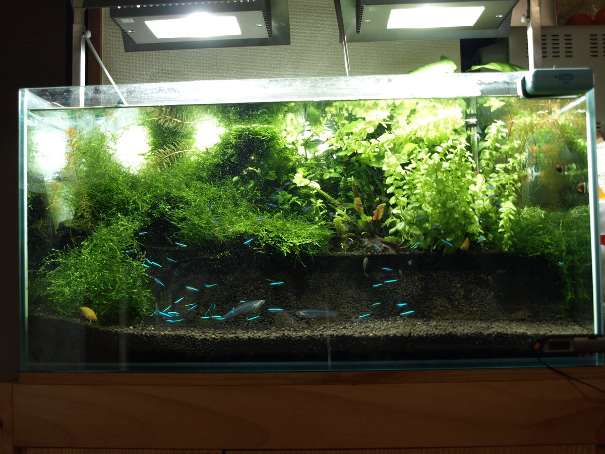 みゅー おすしの 3dcg 水槽は年がら年中レイアウト変えています 4枚目 エビ赤ちゃん コリドラス もグリーンネオンも繁殖できてます W うちは 基本月に1度しかご飯あげないので 半分は食べられてしまいます あくまでも自然のサイクル重視