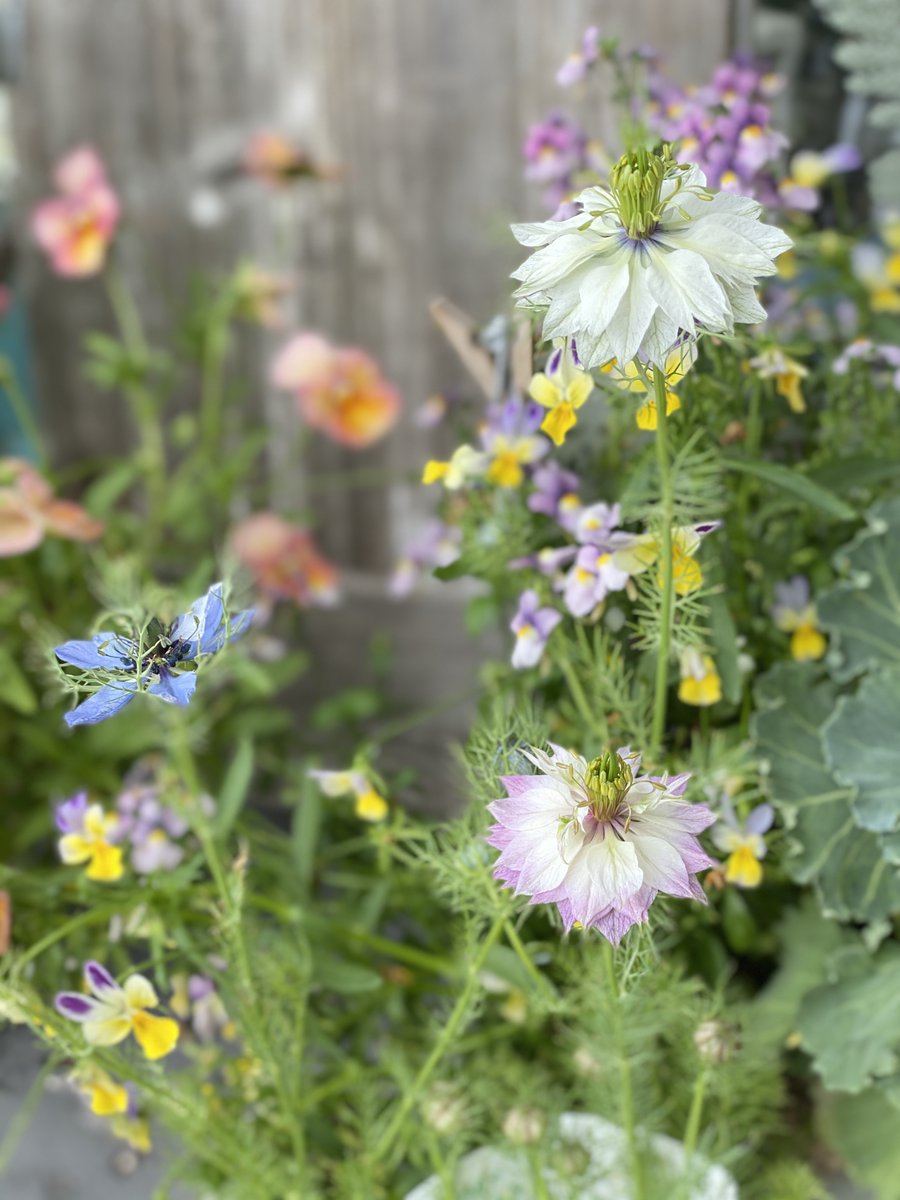 Le Ciel Tomoko ニゲラが可愛いんです ピンクとブルーとホワイト 今週もありがとうございました 明日はお休みです ちょっとだけゆっくりさせてもらいます 寄せ植えは作るけど ニゲラ ガーデニング 花屋 倉吉