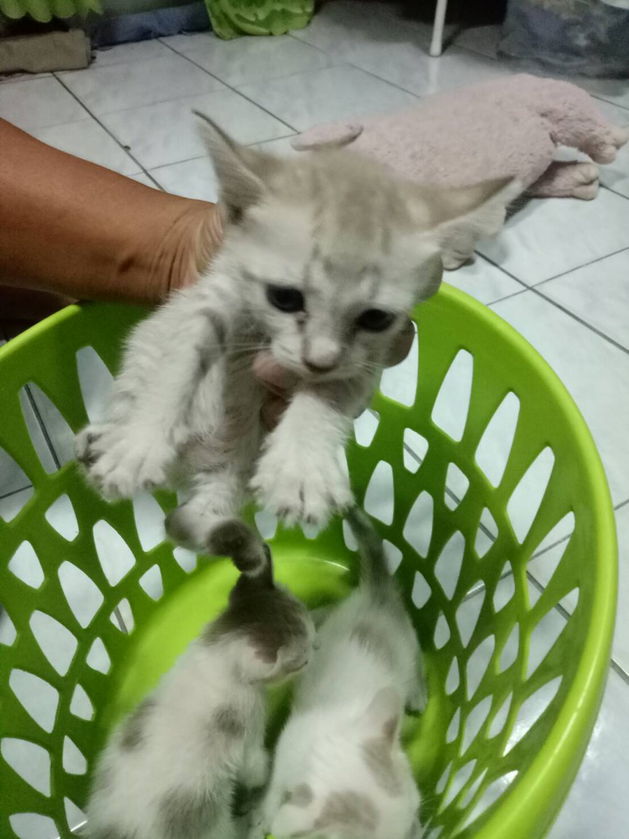 Panpan_jang's tweet photo. หาบ้านให้น้องๆค่า ป้าเราช่วยน้องไว้ แต่ที่ที่ป้าอยู่เขาไม่ให้เลี้ยง ให้เอาไปปล่อย เราเลยอยากช่วยหาบ้านให้น้องไม่งั้นน้องคงต้องไปอยู่วัดแน่ๆเลยใครสนใจทักมาขอคลิปน้องเพิ่มได้นะคะ หรือโทรหาป้าเราได้เลย 0853534185
ป้าเราอยู่แถวพระราม3ค่ะ #หาบ้านให้แมว #หาบ้านให้ลูกแมว #ทวิตดีคนรีน้อย https://t.co/1exgnMWMKH