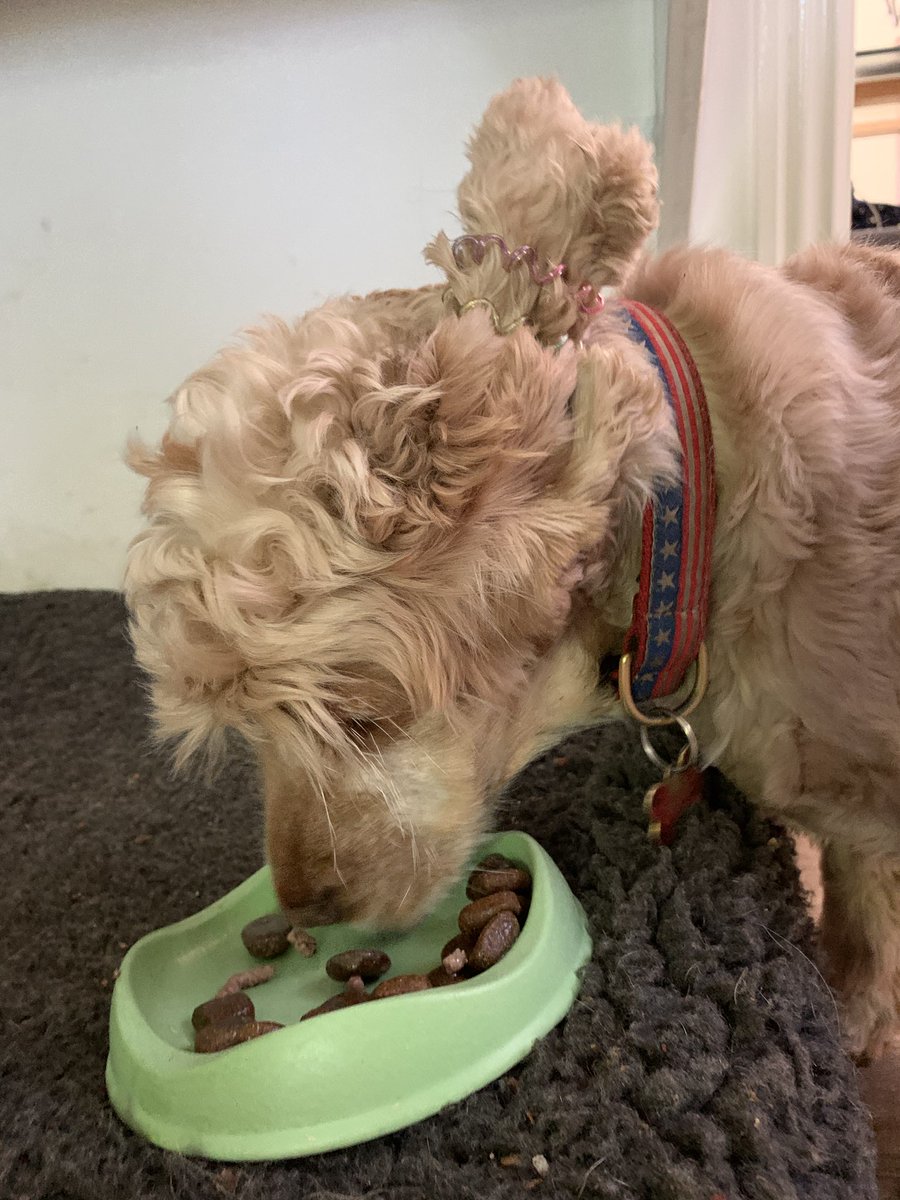 Look what she did to me... so I didn’t get my ears in the mince juices! What about my street cred mother?!