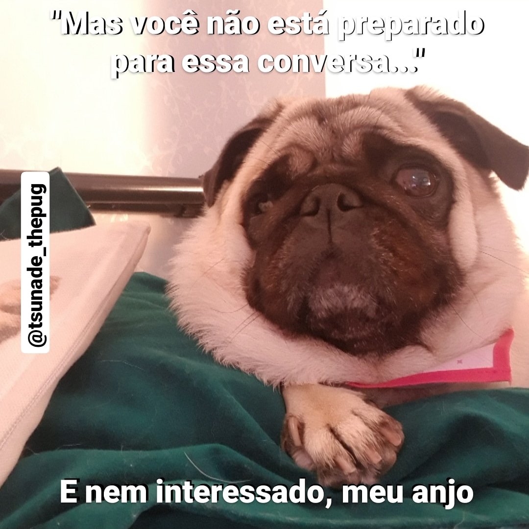 tsunadethepug's tweet photo. Se fecha, meu anjo. 😒
#sempaciencia #sefecha #instapug #pugtime #brasilmemes #cachorritos #perros #cuscas #lovedog #lovepugsandkisses #saturday #instadaily #tsunade_thepug https://t.co/Z3YByxghQD