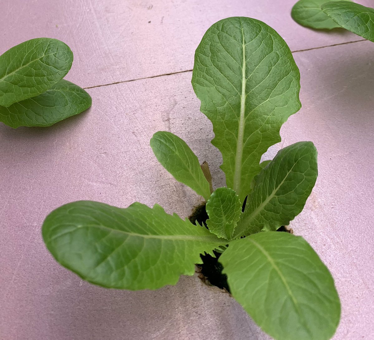 hope_cen's tweet photo. Lettuce is growing. https://t.co/4Lef7gxaQ6