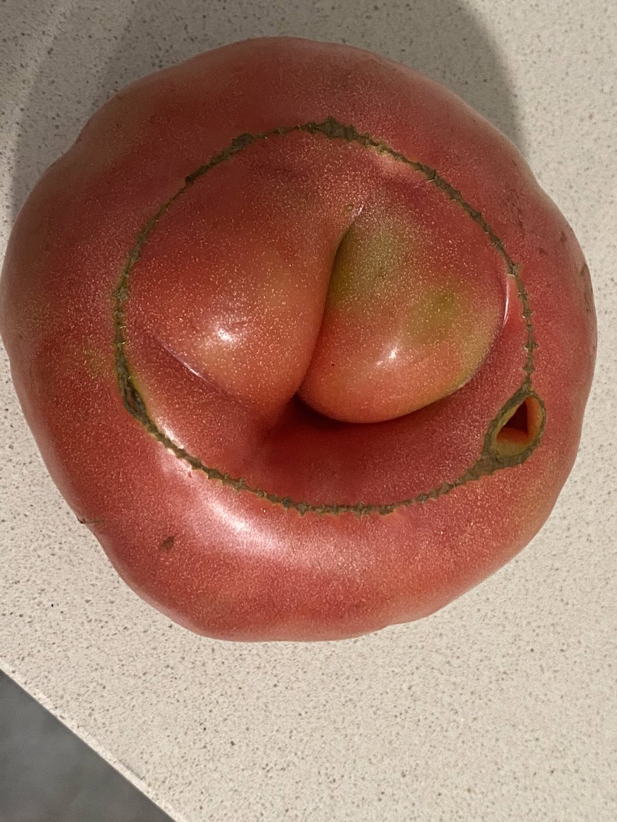 diumengedeserra's tweet photo. La terra ens dona autèntiques “delicatessen” si sembrem amb les llavors dels nostres vells. Això està acabant-se. Cada vegada costa més trobar als mercats mercaderia que tinga el gust d’abans. El negoci de les llavors està en mans d’uns pocs i açò és molt perillós. @LlauradorCs https://t.co/kqnHJ7edDf