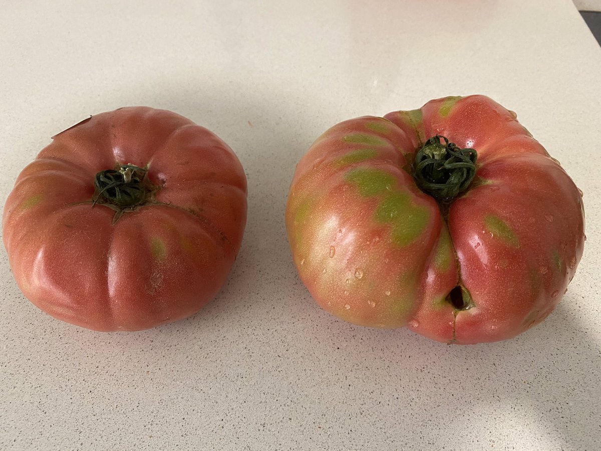diumengedeserra's tweet photo. La terra ens dona autèntiques “delicatessen” si sembrem amb les llavors dels nostres vells. Això està acabant-se. Cada vegada costa més trobar als mercats mercaderia que tinga el gust d’abans. El negoci de les llavors està en mans d’uns pocs i açò és molt perillós. @LlauradorCs https://t.co/kqnHJ7edDf