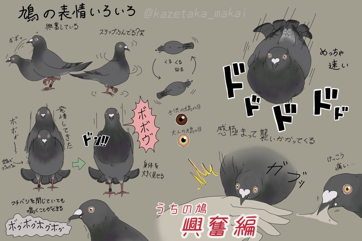 鳩 の 鳴き声