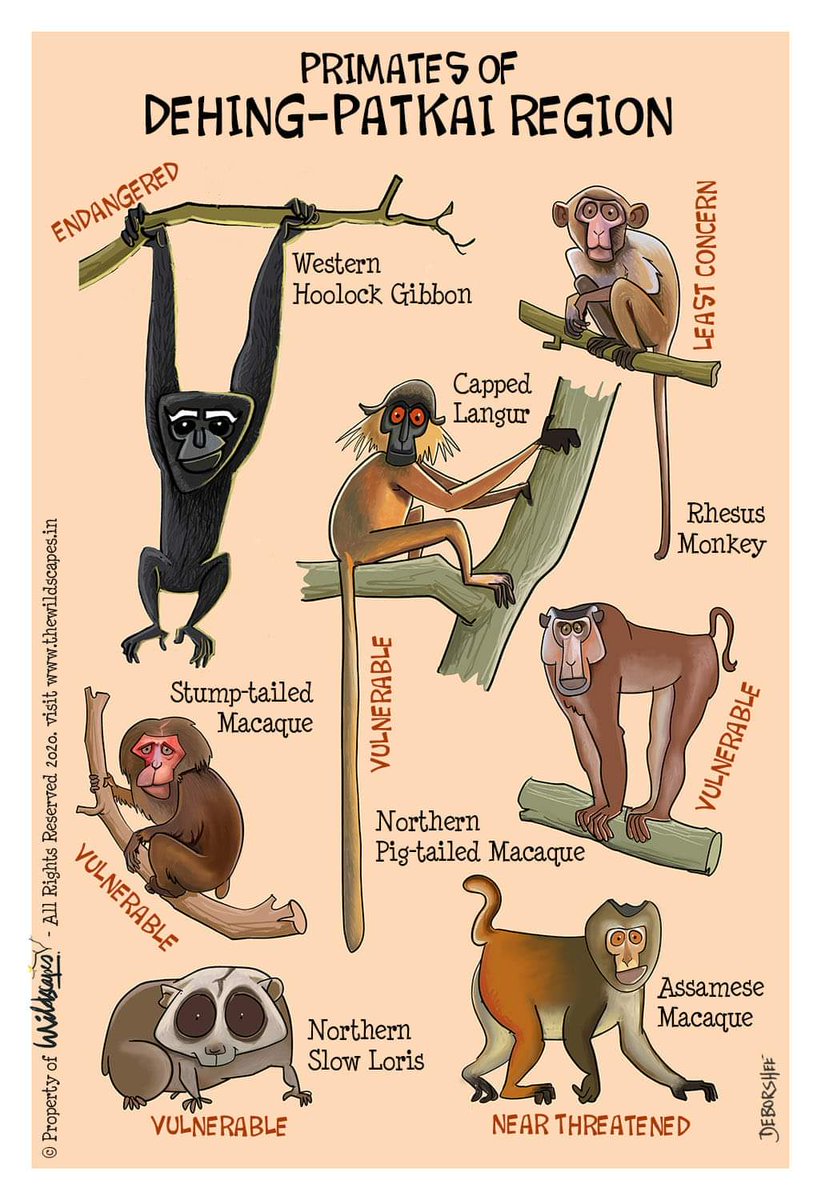 arnab76714693's tweet photo. Out of 14 species of primates found in India, Dehing-Patkai Region is home to 7 species. Except Rhesus Monkey, all the other primate species of Dehing-Patkai are globally threatened. 
#GlobalWarming
#savedehingpatkai
#stopcoalmining
#iamdehingpatkai https://t.co/a39mwnLrA6