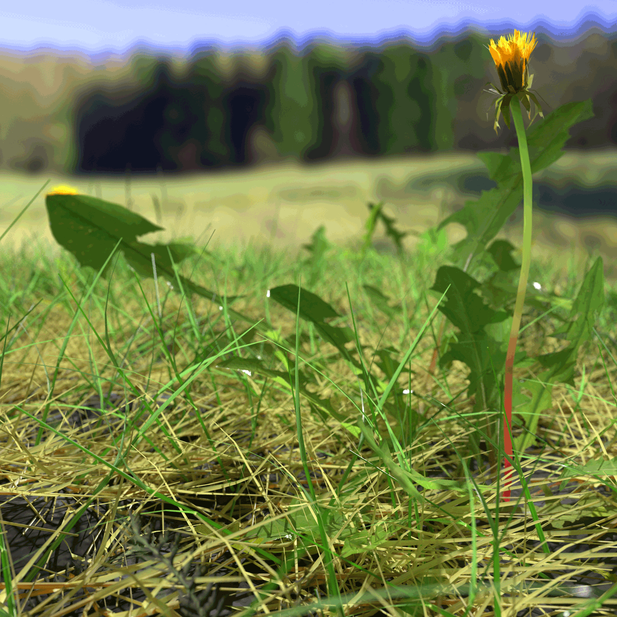 meshtraders's tweet photo. Bloodwort Meadow Patch 3d asset by Kamil Burniakwith #Blender and #Cycles available for sell at https://t.co/76u4CkU3kR

#3d #lowpoly #environment #nature #vegetation #tree #grass #flower #ground #ue4 #substance #gamedev #forest #polycount #textureatlas #texture #procedural https://t.co/Hlpl0TkSgl