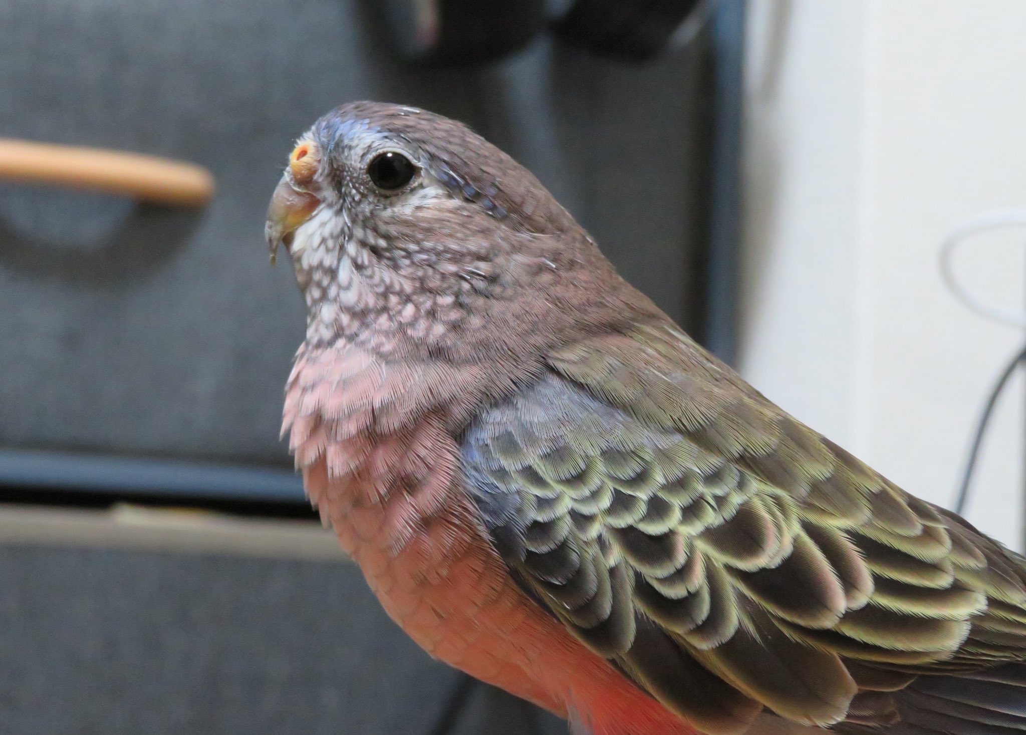 むぎ アキクサインコ 頭のツクツクさんが全然ほぐれないむぎつん アキクサインコ アキクサインコノーマル T Co 0jzlofa3uk Twitter