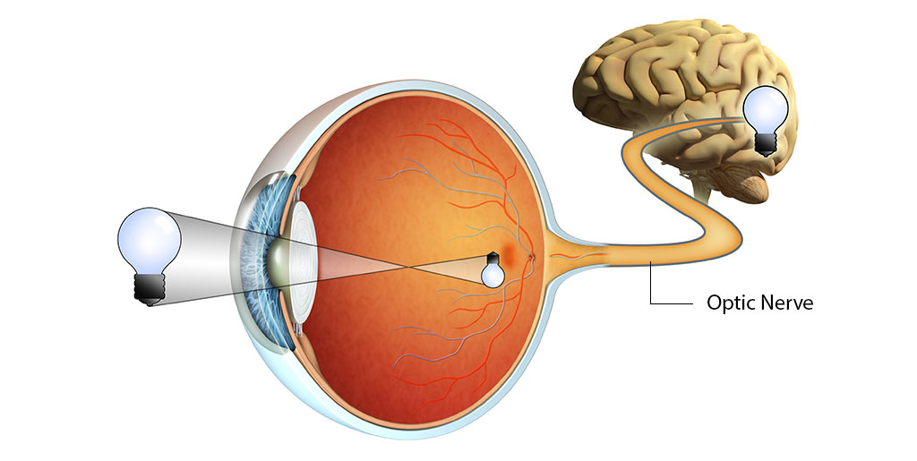 2/ Optic NerveThe cranial nerve links the outside world and your brain to create vision. This connection influences your movements, and even your emotions.A small study found that participants improved their task- performance after seeing images of baby animals.