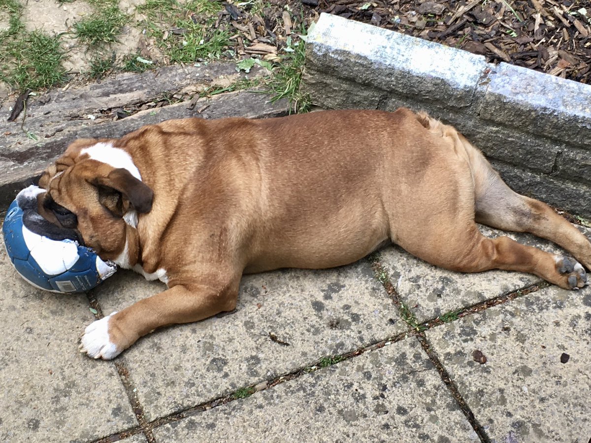 GemmaRogers79's tweet photo. Buster’s impression of a land seal.... @BoldwoodBooks #petsofisolation https://t.co/PO5Fth7c1f