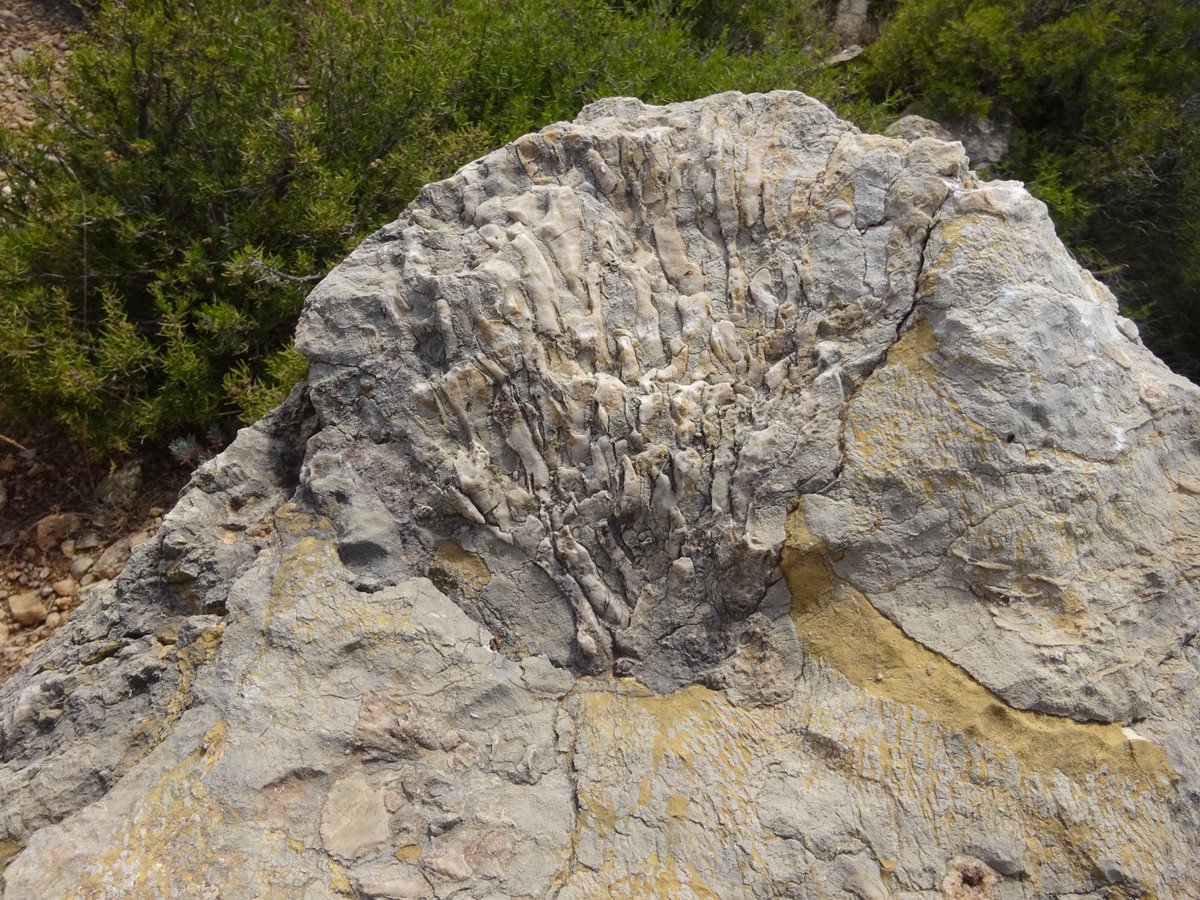 mupal_alpuente's tweet photo. 2 de los lemas de la #MuseumWeek #ClimaMW #TecnologíaMW xa los q hemos escogido un proyecto q llevamos entre manos,una nueva Ruta Paleontológica a partir de la q explicar cómo la geología y la paleontología permiten observar cambios climáticos a lo largo d la historia del planeta https://t.co/53NJqAlkCQ