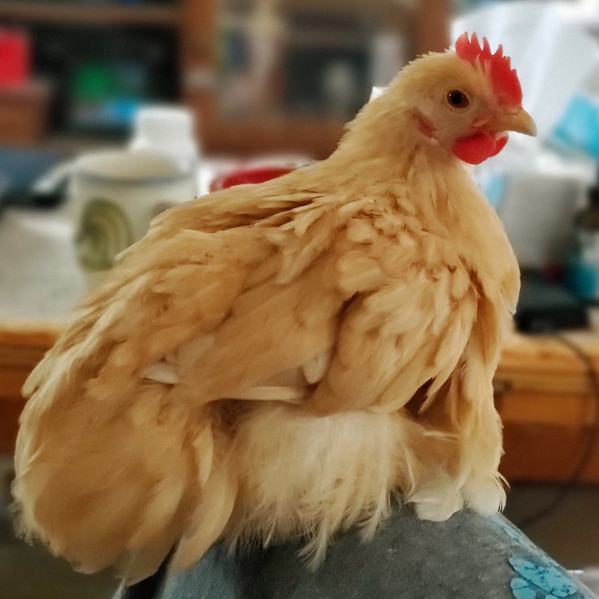 ReptileCareCom's tweet photo. I got this rooster on 3/20/20. He was a 4 day old chick. I named him Andrew. Thank you @andrewcuomo  for being the voice of reason. I watched you from CT every day during my furlough. ❤️ https://t.co/bgvfeK9CCU