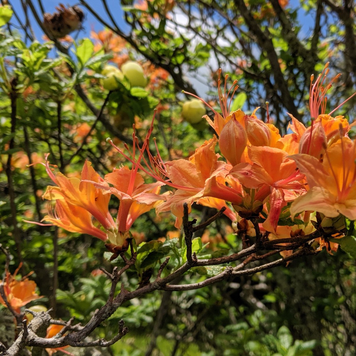 GreatSmokyNPS tweet media