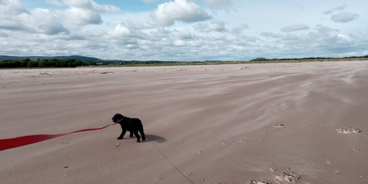 JorvikLass's tweet photo. #Volunteer poodle-walk this am on windswept & wonderful #Belhaven Bay. Back via #saltmarsh at #Hedderwick - aka Graveyard of the Ents, washed up by the spring tides - & the fern-filled, flourishing forest β₯ #MatchTheMiles #40DayChallenge #StayHomeSaveLives #NaturalPerspective https://t.co/IDvti610Ur