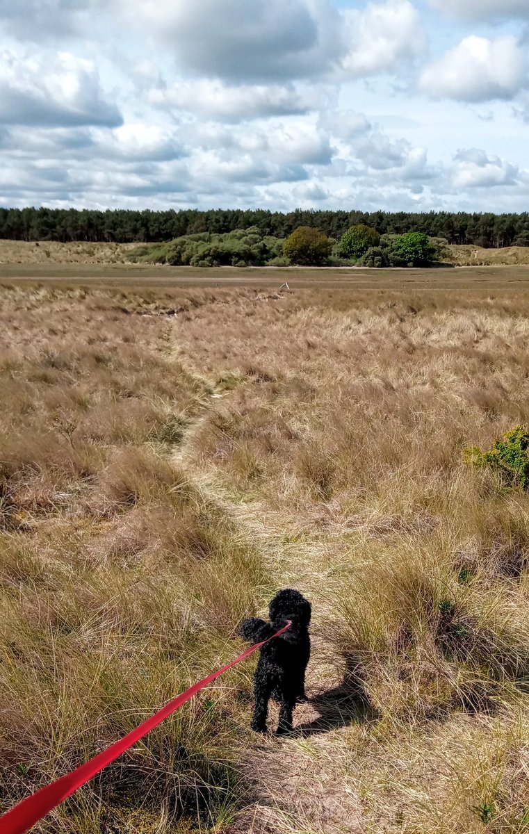 JorvikLass's tweet photo. #Volunteer poodle-walk this am on windswept & wonderful #Belhaven Bay. Back via #saltmarsh at #Hedderwick - aka Graveyard of the Ents, washed up by the spring tides - & the fern-filled, flourishing forest β₯ #MatchTheMiles #40DayChallenge #StayHomeSaveLives #NaturalPerspective https://t.co/IDvti610Ur
