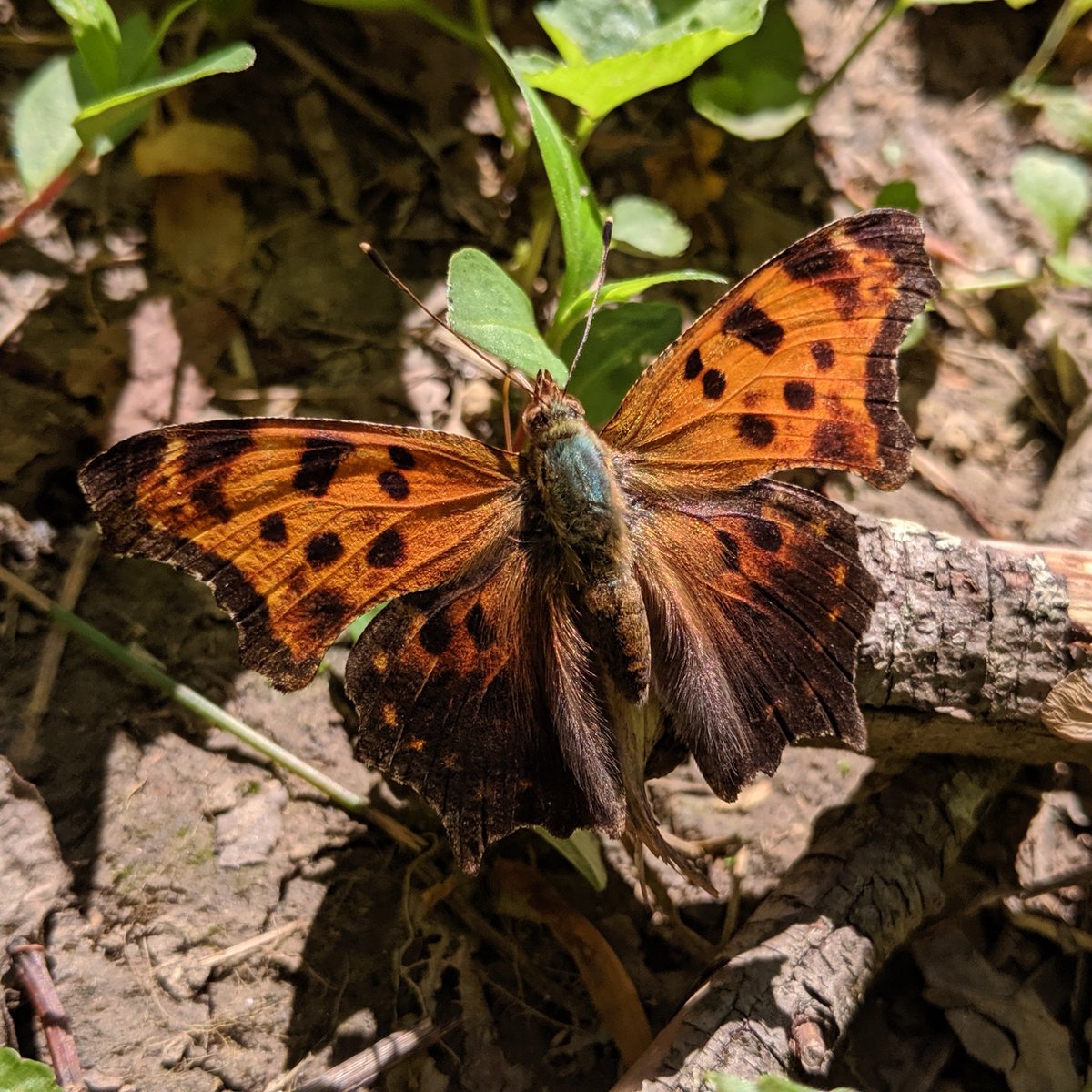 GreatSmokyNPS tweet media