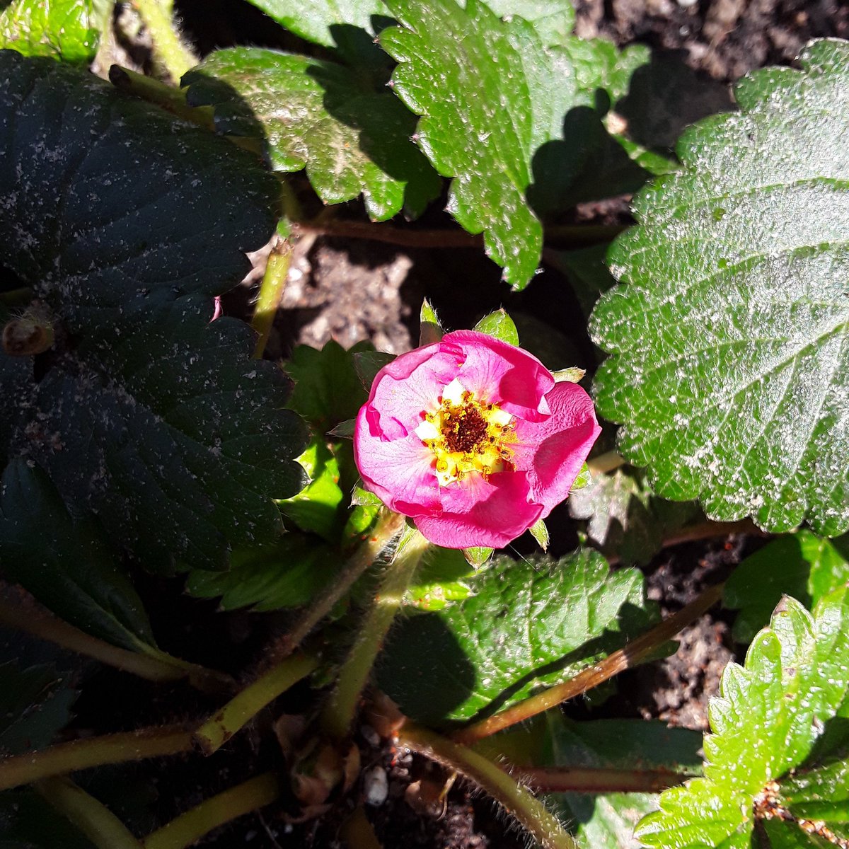 A strawberry flower