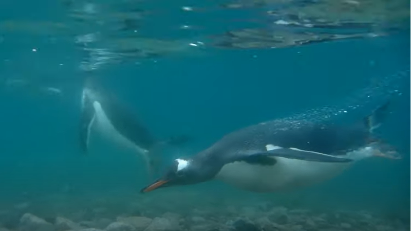 #Plasticpollution is a growing threat that harms &amp; kills #penguins Learn how we address this issue and many others. Watch the video we elaborated with <a href="/4ocean/">4ocean</a>, visit our website www. globalpenguinsociety.org to learn and support our  efforts. youtube.com/watch?v=axV3ep…