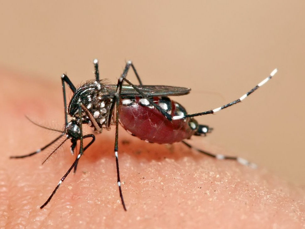 ThauInfos's tweet image. Les moustiques vecteurs de la prochaine pandémie?
futuroscopie.org/index.php/soci…