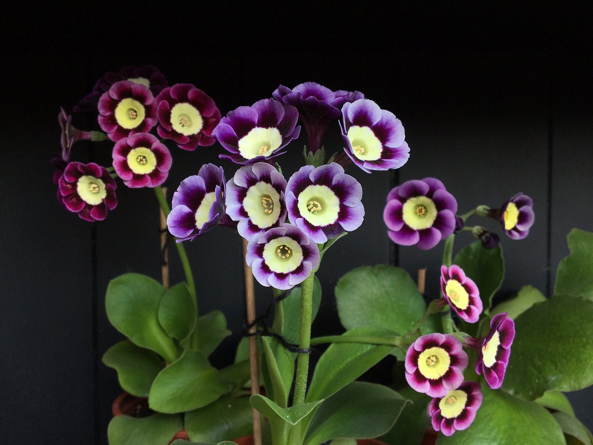 lp_lisa's tweet photo. Auricula Chiquita, Mehta, Douglas Bader and Highland Park on the theatre this week. https://t.co/QbOHJGOGUG