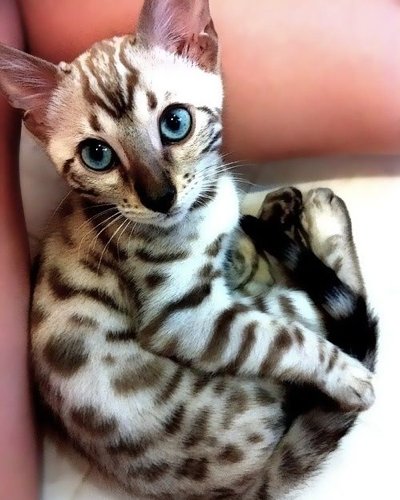 dravacadell's tweet photo. In ancient times cats were worshipped as gods; they have not forgotten this. 😆😆#HappyCaturday #Caturday #PicOfTheDay #GoodMorning #ZebraCat #CuteKitten #Meow #CatOfTheDay 🐱❤️🐱❤️🐱❤️ https://t.co/p0gMLeqFzY
