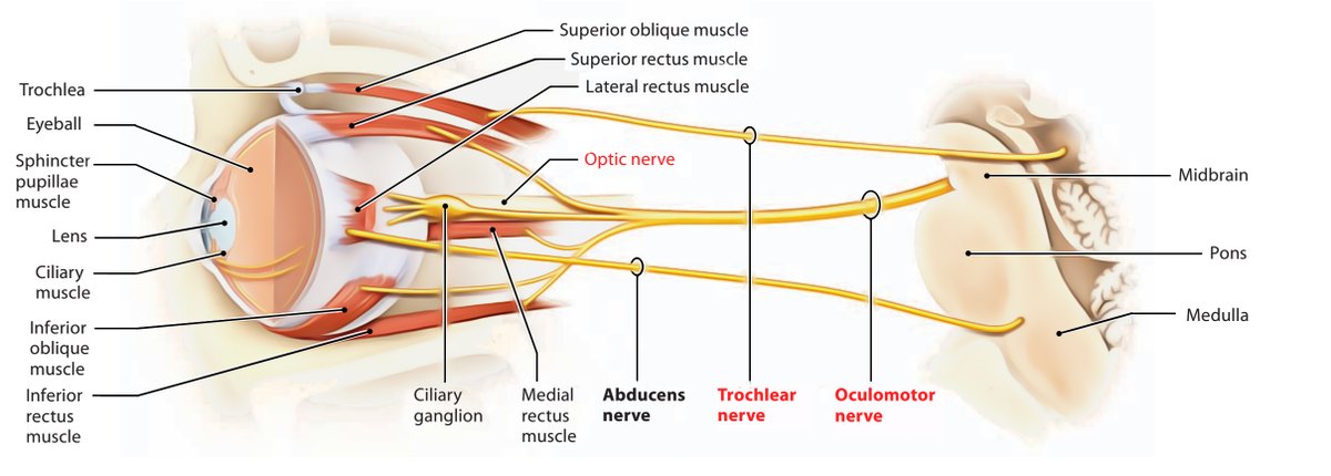 3/ Oculomotor NerveThis link enables the movements of your eyes. Your Oculomotor nerve connects to your brain stem directly, the oldest part of your brain in charge of orchestrating unconscious functions such as breathing, posture, and heart rate.