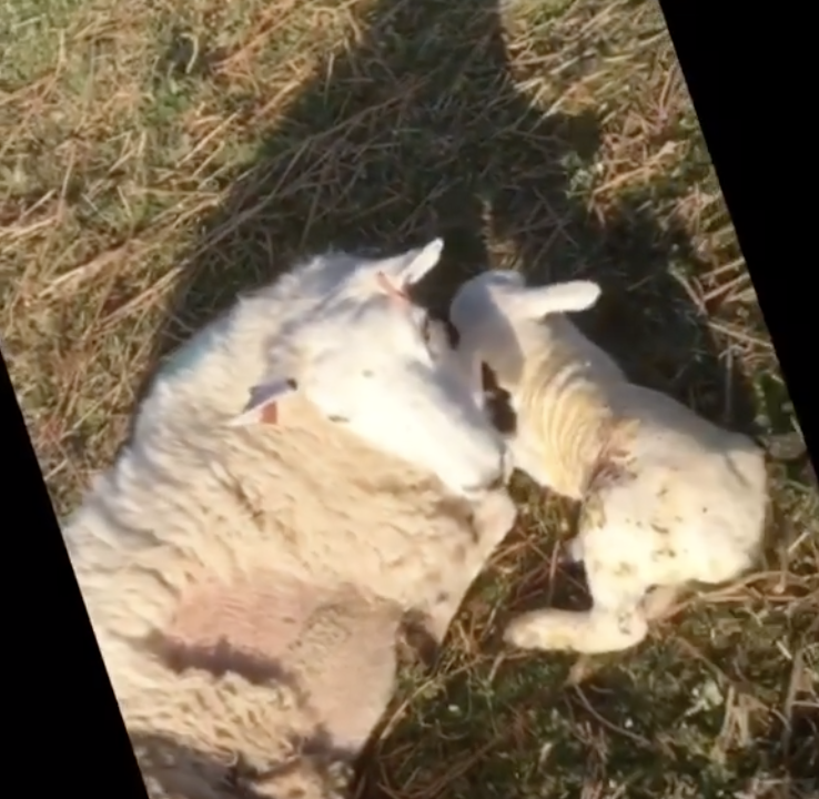 isleofeigg's tweet photo. all together now - aaaawwwwww
This little lamb is born on Eigg
#lockdownlambing #DayToDayEigg
Watch him arrive into the world on our insta story at 
https://t.co/STsRhFiIX6 https://t.co/hLjxKWo67F