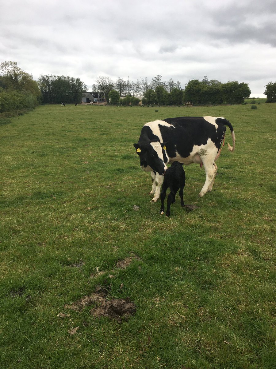 Richardosulli14's tweet photo. Note to ones self take out the bulls from the heifers same day as the cows #farming20 #calving20 #thats a wrap https://t.co/LAJ4oAlJPy