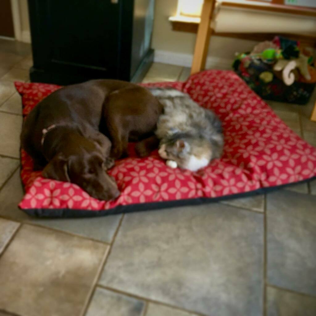 Quick dog bed update. #compromise instagr.am/p/CAQJnQcFSxV3…