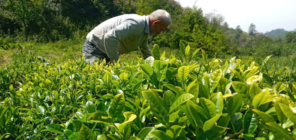 Çay filizleri  bahçelerimizi şenlendirdi.🌿
<a href="/doguscay/">Doğuş Çay</a> iş birliği ile yürüttüğümüz <a href="/herdemtoprak/">herdemtoprakicin</a> projemiz kapsamında çay atığından kompost, organik gübre, dolomit uygulamaları ve çapalama çalışmaları yürüttüğümüz örnek bahçelerde yılın ilk filizlerini görmekten mutluyuz.