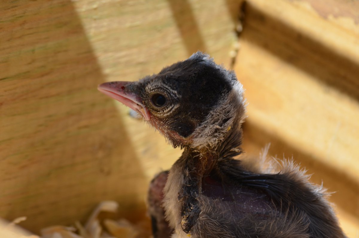 QasimYousafzai's tweet photo. This morning we rescued this #Blue_Jay baby, he is well fed and sleeping, mom is moving around, she may take over, lets hope! #birds #birdphotography https://t.co/LC5cw7i66d