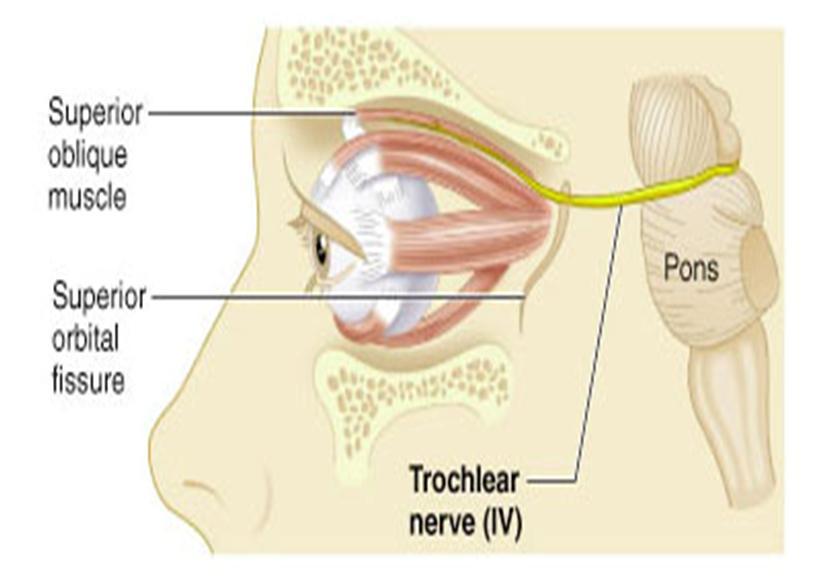 4/ Trochlear NerveAnother nerve involved in eye movement. This one moves your eye balls inward and downward.