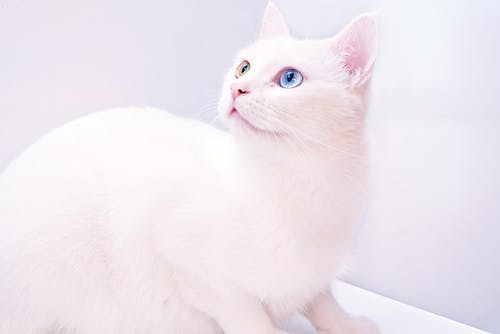 catsflok's tweet photo. #cat #catlover #catmom #cutecat #catlady #catmom #catlovers #cats #CatholicTwitter https://t.co/CHVUlkNlFn