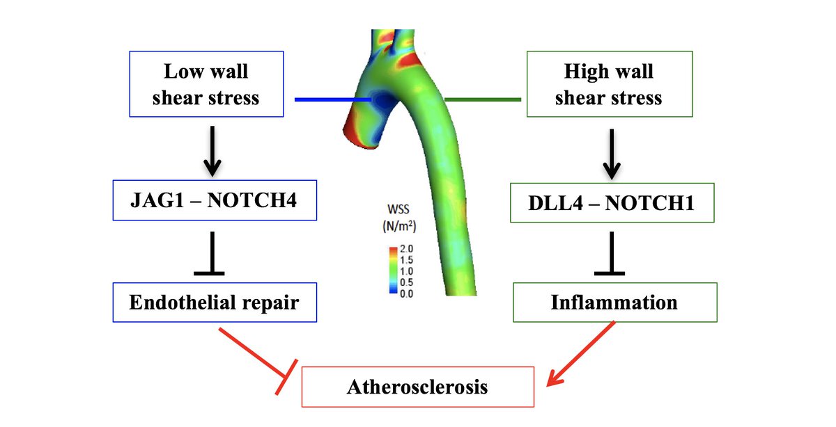 Excited to share our preprint on the role of the JAG1-NOTCH4 pathway in sensing low wall shear stress to trigger atherosclerosis biorxiv.org/cgi/content/sh…

@celine_souilhol <a href="/hannahroddie/">Hannah Roddie</a> <a href="/PirriDaniela/">Daniela Pirri</a> <a href="/BlancaTrd/">Blanca T</a> <a href="/DrMarkDunning/">Mark Dunning</a> <a href="/Fragiadaki_Lab/">Dr Maria Fragiadaki</a> <a href="/RidgerV/">Victoria Ridger</a> <a href="/jscanic/">Jovana Serbanovic-Canic</a> <a href="/Timchico/">Tim Chico</a>