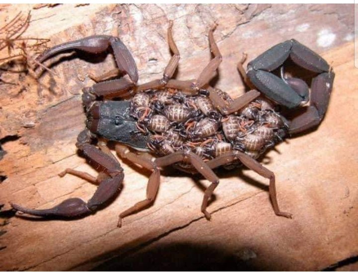 आज कांग्रेस की हालत बिल्कुल इस मादा #बिच्छू के समान है जिसे उसके ही बच्चे तब तक खाते रहते हैं जब तक वो मर न जाए।
#कांग्रेस_ने_सिर्फ_देश_को_लूटा 
@Pihuchoudhar <a href="/Manasi71/">manasi</a> <a href="/Rajeshw89110436/">राजेश्वर चौधरी( राष्ट्रवादी )CAA & NRC समर्थक</a> 
@SaritaSidh <a href="/SacchiSadhana/">Sadhana 🇮🇳</a> 
@modiBhakt_shivi <a href="/Cute_Rupali_/">रुपाली शर्मा 🤷🤷</a> @Qweenofjhansi <a href="/chokidarsandhya/">बलिदानी वीर भगतसिंह की दीवानी💕💕</a>