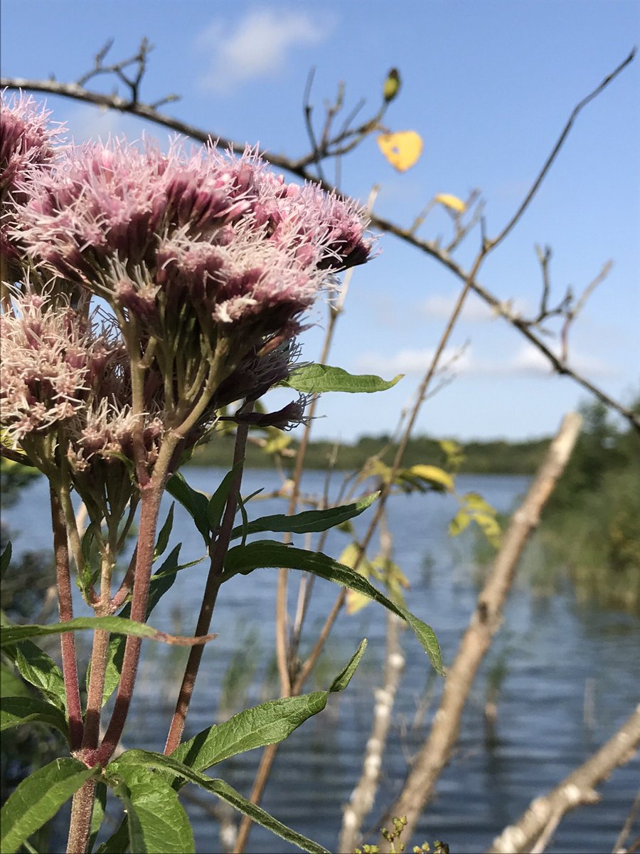 This #lockdown is tough! So thought a few pics of the #BeautifulBroads might bring some #Joy  Stick with it people, #lookforward #BeKind &amp; #ShareTheLove whenever you can’t! #betterwithnature #mentalhealth #KindnessMatters #family #friends #nature #landscape #FreedomofExpression