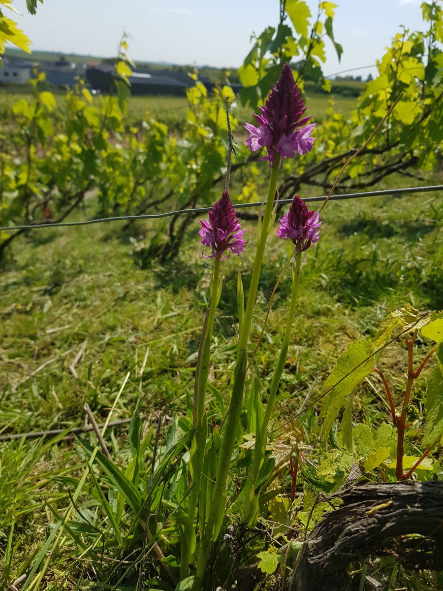 benoit51390's tweet photo. Les orchis pyramidales sortent aussi dans les vignes de #champagne !
#LesDos
Parcelle gérée en tonte sélective. https://t.co/SSpCWgd4fc