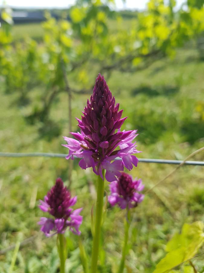 benoit51390's tweet photo. Les orchis pyramidales sortent aussi dans les vignes de #champagne !
#LesDos
Parcelle gérée en tonte sélective. https://t.co/SSpCWgd4fc