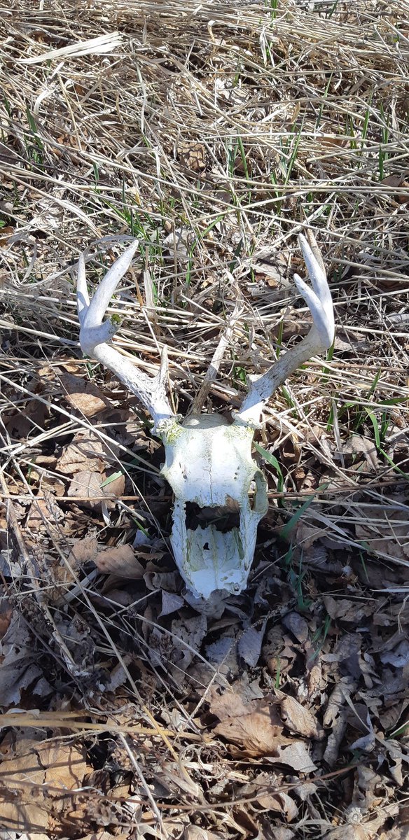 HC_Construction's tweet photo. Day 3/7. My life in pictures. Rules - no words, no people. I was nominated by @ametivier1969 I nominate @HCSS_Comp_Sci #loveofdeer https://t.co/iHkimvoJI3