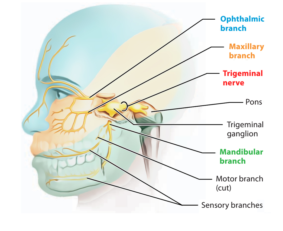 5/ Trigeminal NerveThe largest, most complex cranial nerve:- Gives sensation to various structures of your head/face- Sends information about the position of your head to your brain- Controls chewing motions