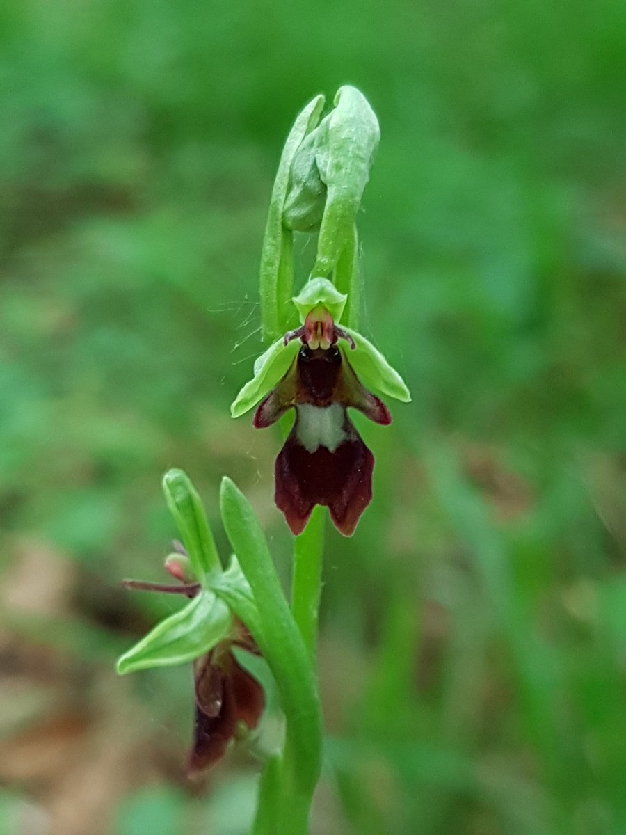 Fly Orchid of course. First one I have seen here for 4 years but it did take 2 hours of searching. Also Common Twayblade and 8 White Hel. starting to flower plus Climbing Corydalis and Yellow Pimpernel @BSBIbotany. I do like days like this!