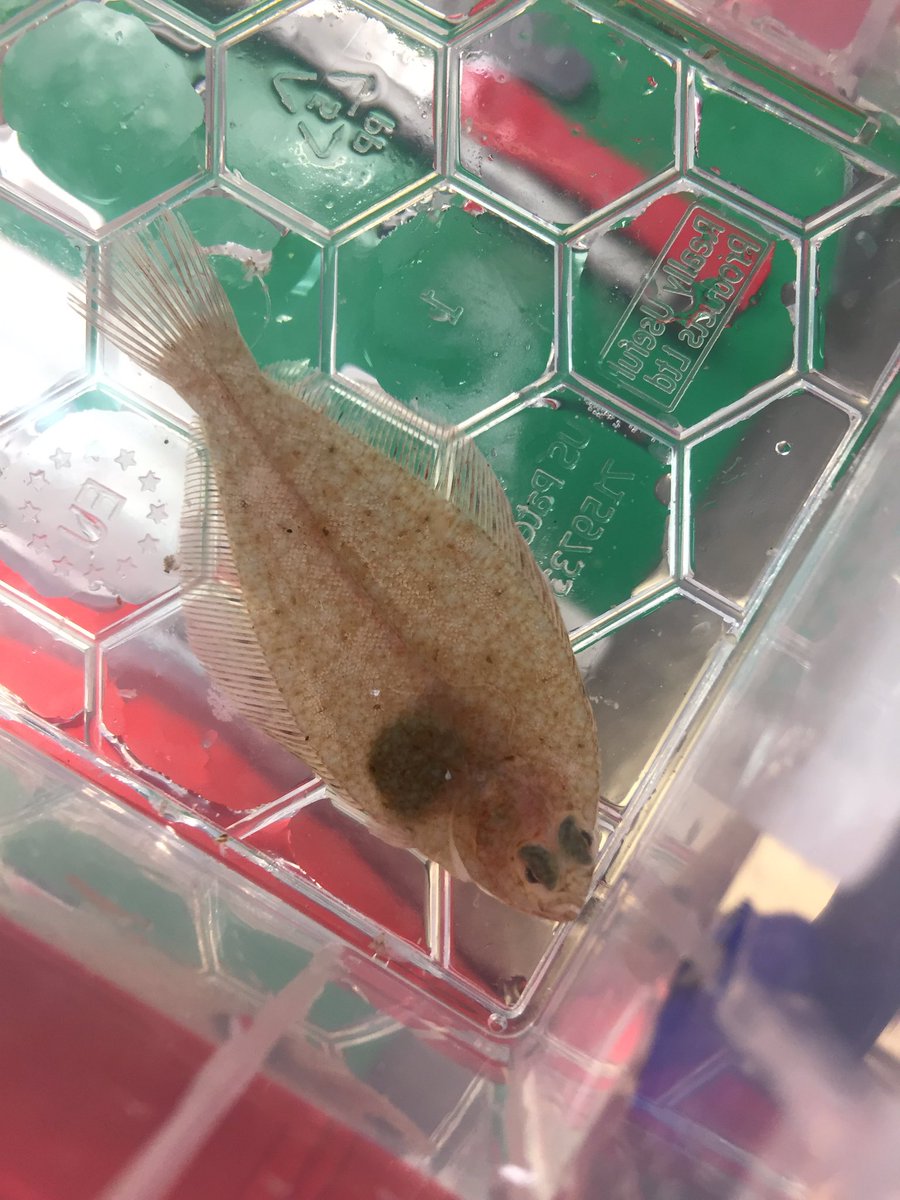 Was supposed to be off to sea today on the RV Cefas endeavour as part of the Clean Seas Environmental Monitoring Programme - but due to COVID it has been postponed... here are some highlights from last year’s survey 🌊🐟🦀 <a href="/CefasGovUK/">Cefas</a>