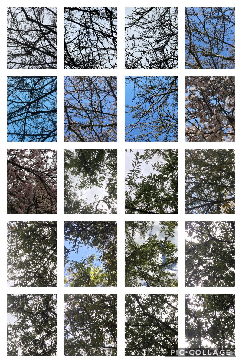 My favourite tree is on Trumpington Street, Cambridge. Last year I took a picture of it every week.
Here are some of them... #LoveATreeDay #tree #UrbanTreeFestival